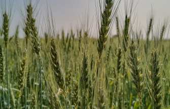 Groen graanveld, symbool voor gewassen die onder de nieuwe EU NGT-verordening kunnen vallen