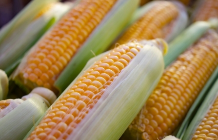 Close-up van maïskolven op de kolf