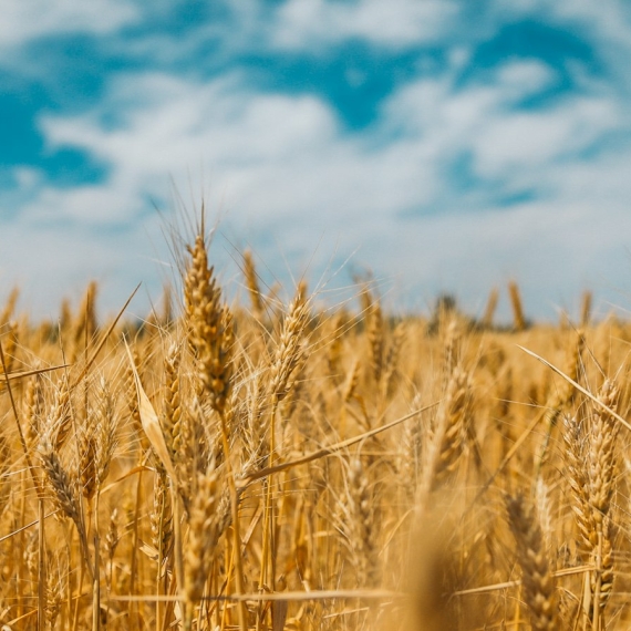 Tarweveld met rijpe aren, een van de glutenbevattende granen
